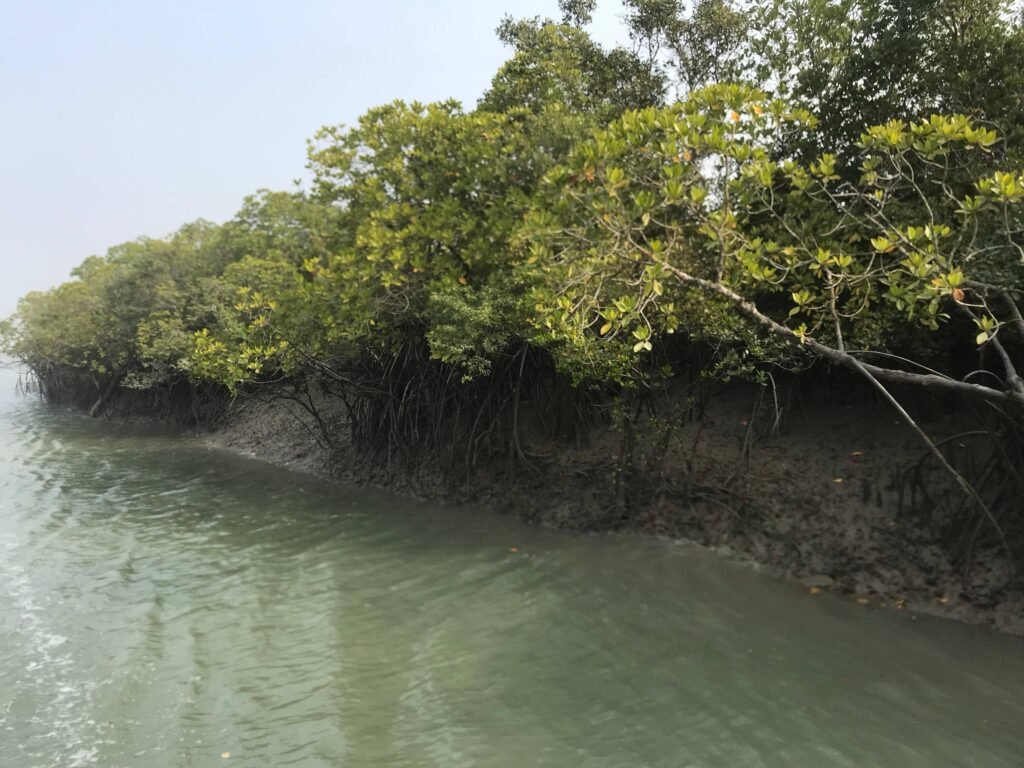 Sundarban